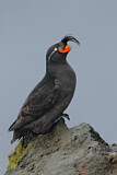 Image. Crested Auklet