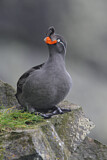 Image. Crested Auklet