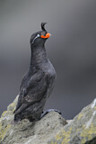 Image. Crested Auklet