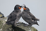 Image. Crested Auklet