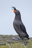 Image. Crested Auklet