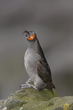 Image. Crested Auklet