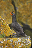 Image. Crested Auklet