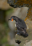 Image. Crested Auklet