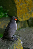 Image. Crested Auklet