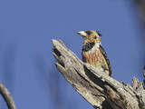 Image. Crested Barbet