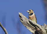 Image. Crested Barbet