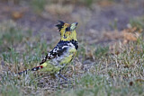 Image. Crested Barbet
