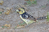 Image. Crested Barbet
