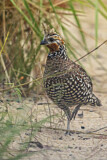 Image. Crested Bobwhite
