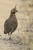 Image. Crested Bobwhite
