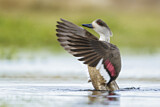 Image. Crested Duck