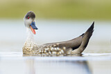 Image. Crested Duck