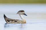 Image. Crested Duck