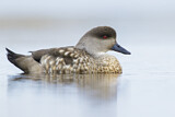 Image. Crested Duck