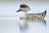Image. Crested Duck