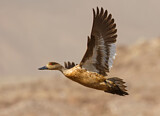 Image. Crested Duck