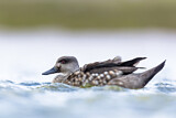 Image. Crested Duck