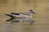 Image. Crested Duck