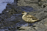 Image. Crested Duck