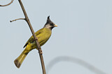 Image. Crested Finchbill