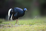 Image. Crested Fireback