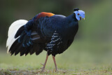 Image. Crested Fireback
