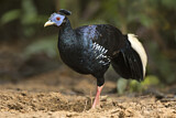 Image. Crested Fireback