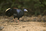 Image. Crested Fireback