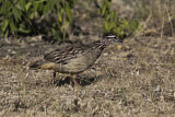 Image. Crested Francolin