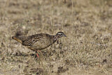 Image. Crested Francolin