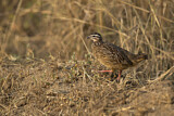 Image. Crested Francolin
