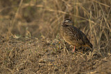 Image. Crested Francolin