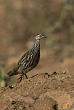 Image. Crested Francolin