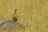 Image. Crested Francolin