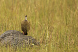 Image. Crested Francolin
