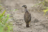 Image. Crested Francolin