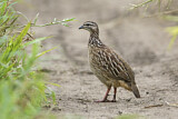 Image. Crested Francolin