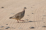 Image. Crested Francolin