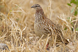 Image. Crested Francolin