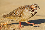 Image. Crested Francolin