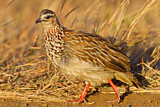 Image. Crested Francolin