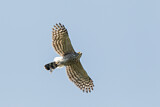 Image. Crested Goshawk