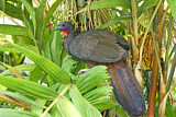Image. Crested Guan
