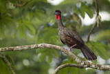 Image. Crested Guan