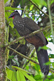 Image. Crested Guan