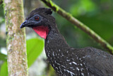 Image. Crested Guan