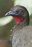 Image. Crested Guan