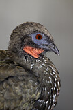 Image. Crested Guan