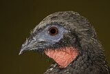 Image. Crested Guan